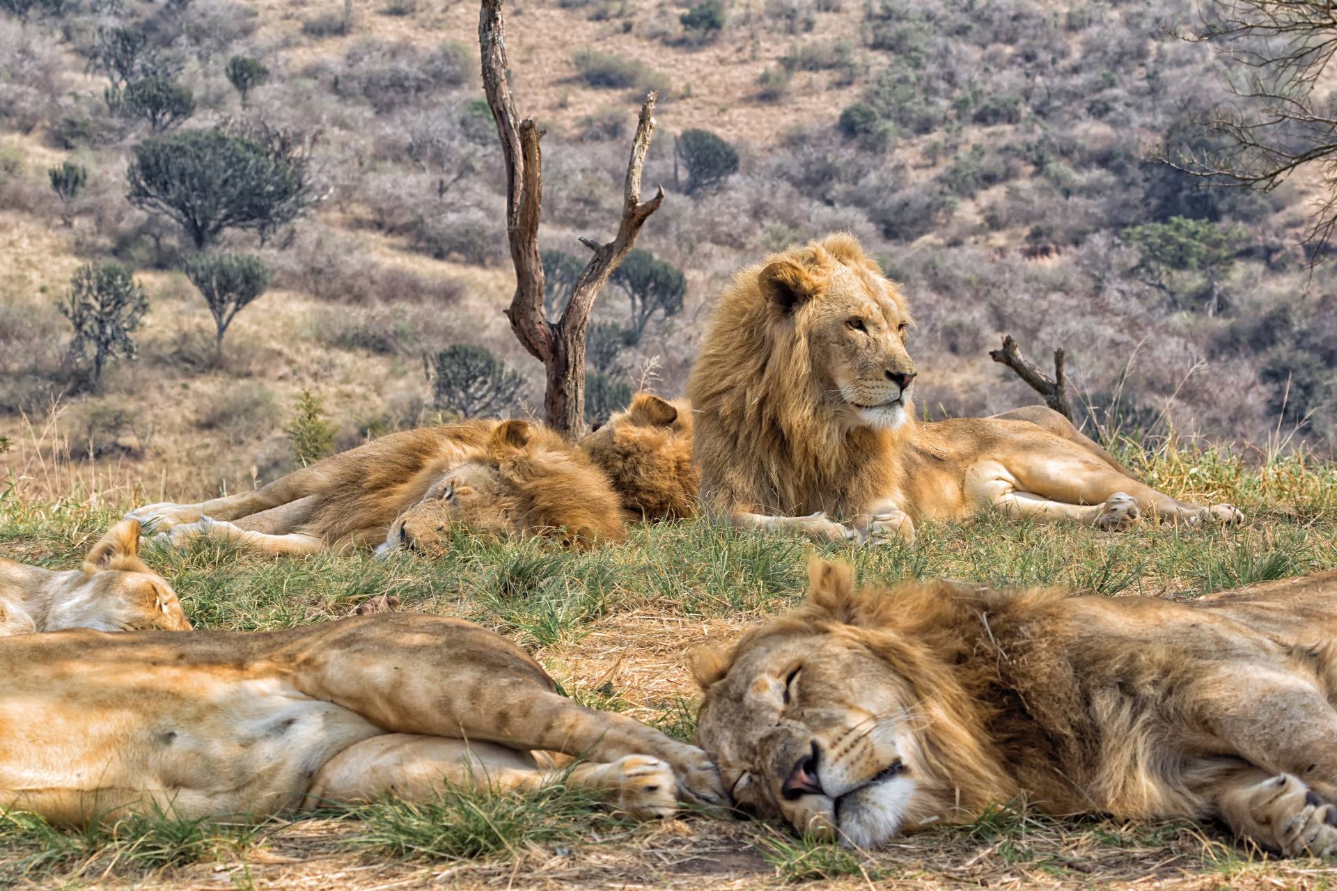 Tour del Kenya